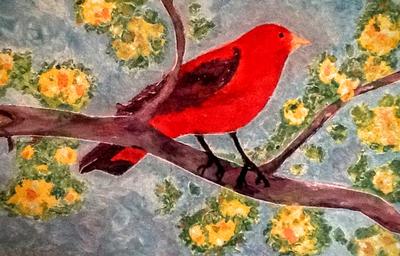 Scarlet Tanager