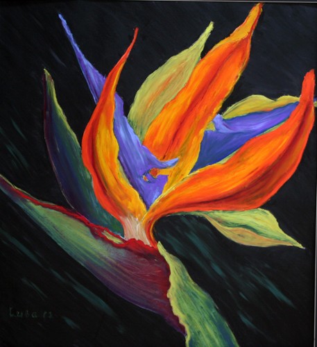 Bird of Paradise